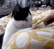 Snuggle Cat Cuddle GIF