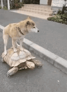 Dog Turtle GIF - Dog Turtle Dog Riding In A Turtle GIFs