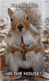 Prairie Dog Squirrel GIF