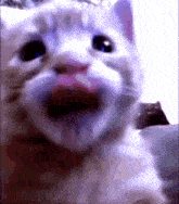 a close up of a white cat 's face with its mouth open