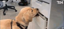 Puppy Dog GIF - Puppy Dog Looking For Foods GIFs