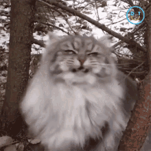 Head Shake Cat GIF