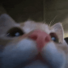 Open Mouth Cat GIF