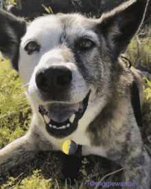Beautiful Dog Lick GIF - Beautiful Dog Lick Smile GIFs