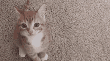 Meoooooooooow GIF - Meow Angry Irritated GIFs