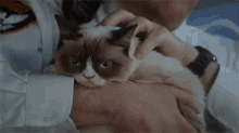 Evilllll GIF - Grumpy Cat Cat Tardarsauce GIFs