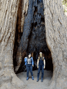 Bigbasin Redwoods GIF