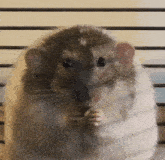 a close up of a rat eating something with its hands