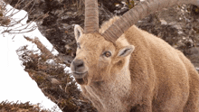 Chewing Ibex GIF