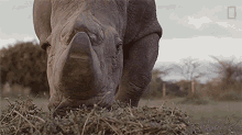 Eating Grasses Meet The Heroes Who Protect The Last Northern White Rhinos In The World GIF - Eating Grasses Meet The Heroes Who Protect The Last Northern White Rhinos In The World World Rhino Day GIFs