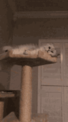 Cozy Cat GIF - Cozy Cat Comfy GIFs