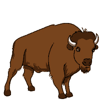 bison american bison