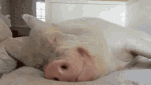 Funny Animals Pigs GIF - Funny Animals Pigs Eating In Bed Like GIFs