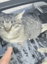 a person is petting a cat in a crate