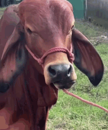 Cow The GIF - Cow The Rock GIFs