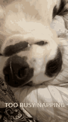 Dog Sleep GIF - Dog Sleep Sleeping GIFs