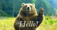 A Bear standing on their back legs waving hello. Gif text reads "hello!" Tress and an open field are visible in the background.