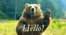 Hi Bear Hello Bear GIF