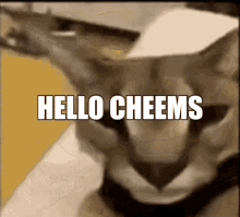 Cheems Hello GIF - Cheems Hello Caracal GIFs