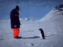 Funny Epic GIF - Funny Epic Penguin GIFs