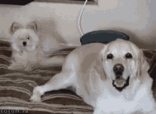 Getting So Turnt Your Friends Can'T Stand You GIF - Dogs Cute Aww GIFs