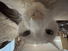 Weird Looking Cat Nowhed GIF - Weird Looking Cat Nowhed Lucky GIFs