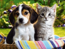 Cat Dog GIF - Cat Dog GIFs