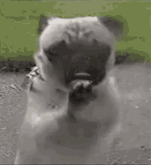 funny animals dogs pugs licking pug