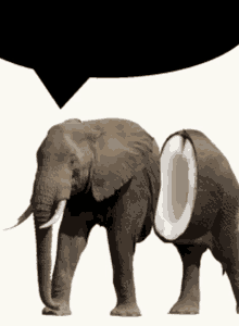 Reaction Elephant GIF - Reaction Elephant Coconut GIFs