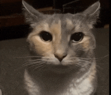 Staring Cat GIF - Staring Cat GIFs