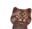Cat Gravycatman Sticker - Cat Gravycatman Meow Stickers