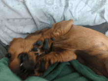 Cayde Dachshund GIF - Cayde Dachshund Dachshund Puppies GIFs