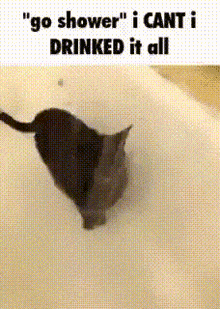 Cat Shower GIF - Cat Shower Cat Meme GIFs