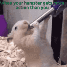 when hamster gets more action than you