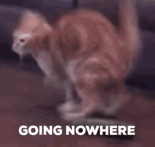 Cat Going Nowhere Nowhere GIF - Cat Going Nowhere Going Nowhere Nowhere GIFs