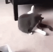 Funny Cat GIF - Funny Cat Surprise GIFs
