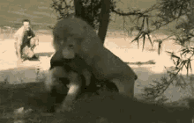 Kiss Bisous GIF - Kiss Bisous Ted GIFs