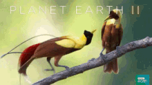 Planet Earth 2 GIF - Planet Earth Bird Flirt Love GIFs