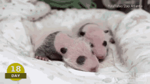 Tired Baby Panda GIF - Baby Panda Atlanta Zoo Pandamania GIFs