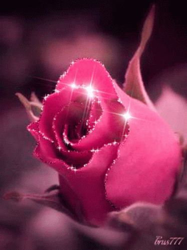 Rose Glitter57 Love Rose57 GIF - Rose Glitter57 Love Rose57 Beauty ...