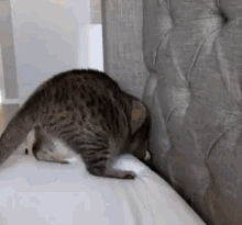 Cat Liquid GIF