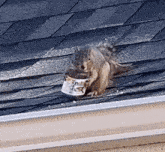 a squirrel is sitting on a roof holding a bucket of ice cream