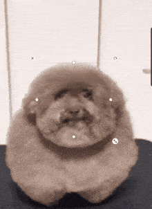 Dog Rizz GIF - Dog Rizz Rizz Face GIFs