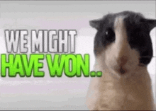 Soggy Cat We Might Have Won GIF - Soggy Cat We Might Have Won Victory Cat GIFs