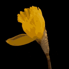 Kiwi Lana GIF - Kiwi Lana Daffodil GIFs