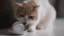 Cat Lick GIF - Cat Lick Ice GIFs