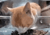 Voices Of The Void Votv GIF - Voices Of The Void Votv Cat GIFs