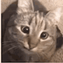 Cat Cute GIF - Cat Cute Confused GIFs