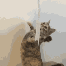 Cat String GIF - Cat String Soda GIFs