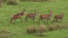 chasing robert e fuller following the hind mating season red stag